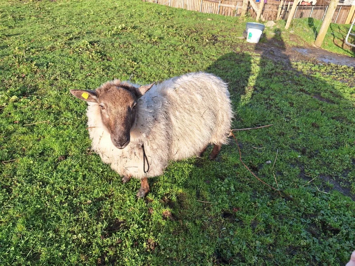 New Zealand Suffolk Ram for sale - Image 4