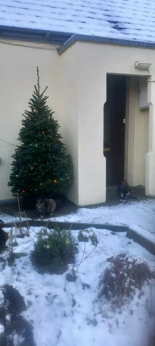 Coole Christmas Trees  on Galway/Mayo border - Image 1