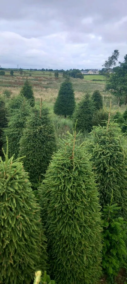 Coole Christmas Trees  on Galway/Mayo border - Image 2