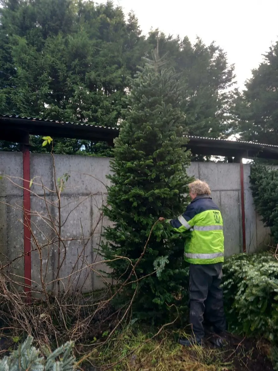 Coole Christmas Trees  on Galway/Mayo border - Image 3