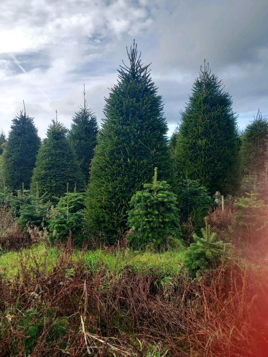 Coole Christmas Trees  on Galway/Mayo border - Image 4