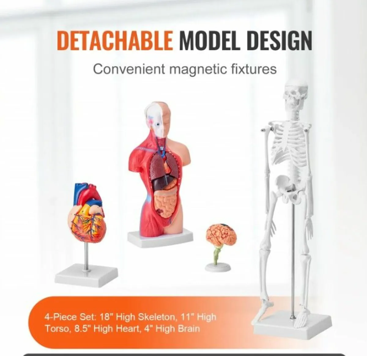 Human Anatomy Models Bundle Set, Brain, Human Tors - Image 2