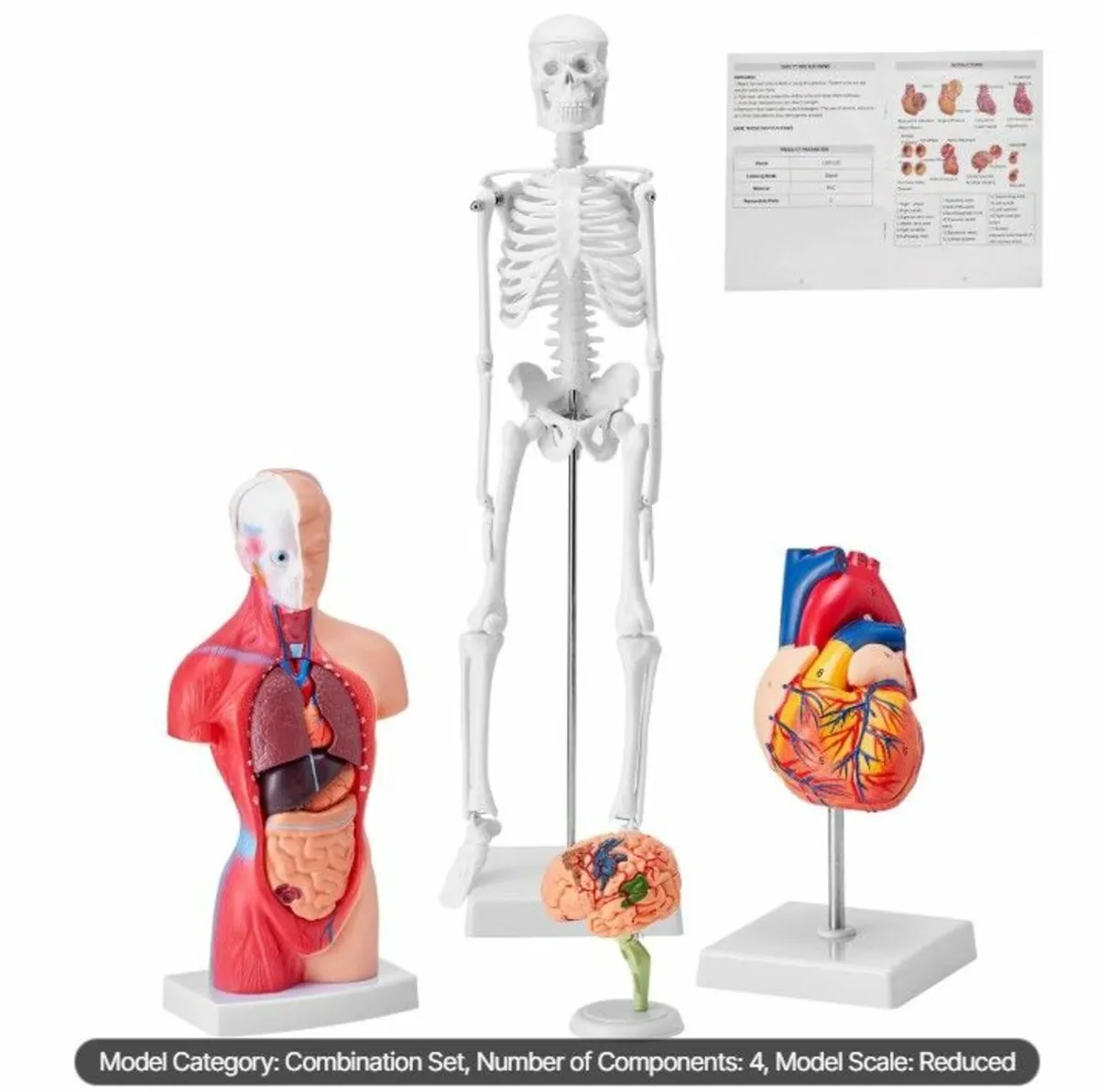 Human Anatomy Models Bundle Set, Brain, Human Tors - Image 1