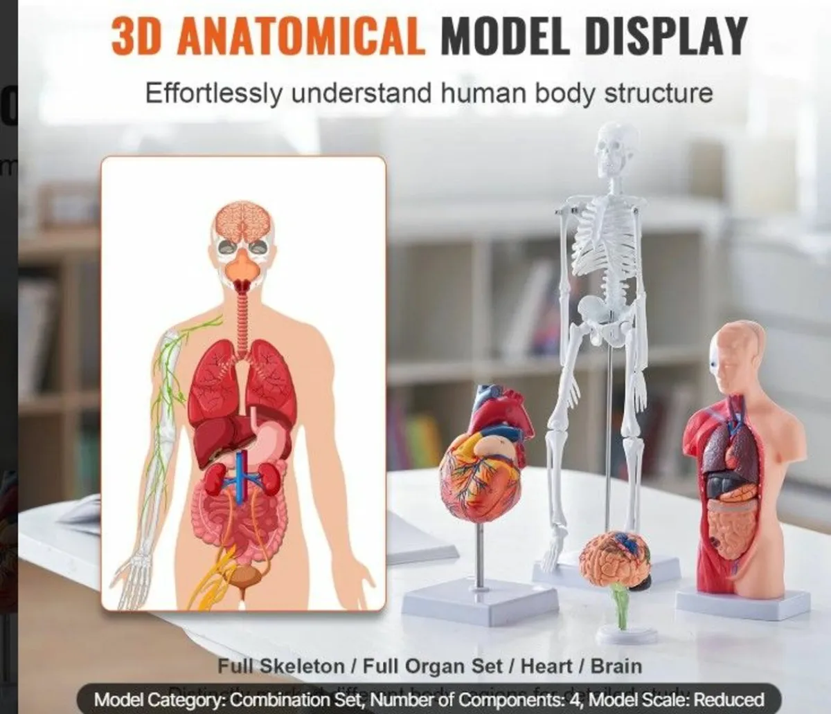 Human Anatomy Models Bundle Set, Brain, Human Tors - Image 4