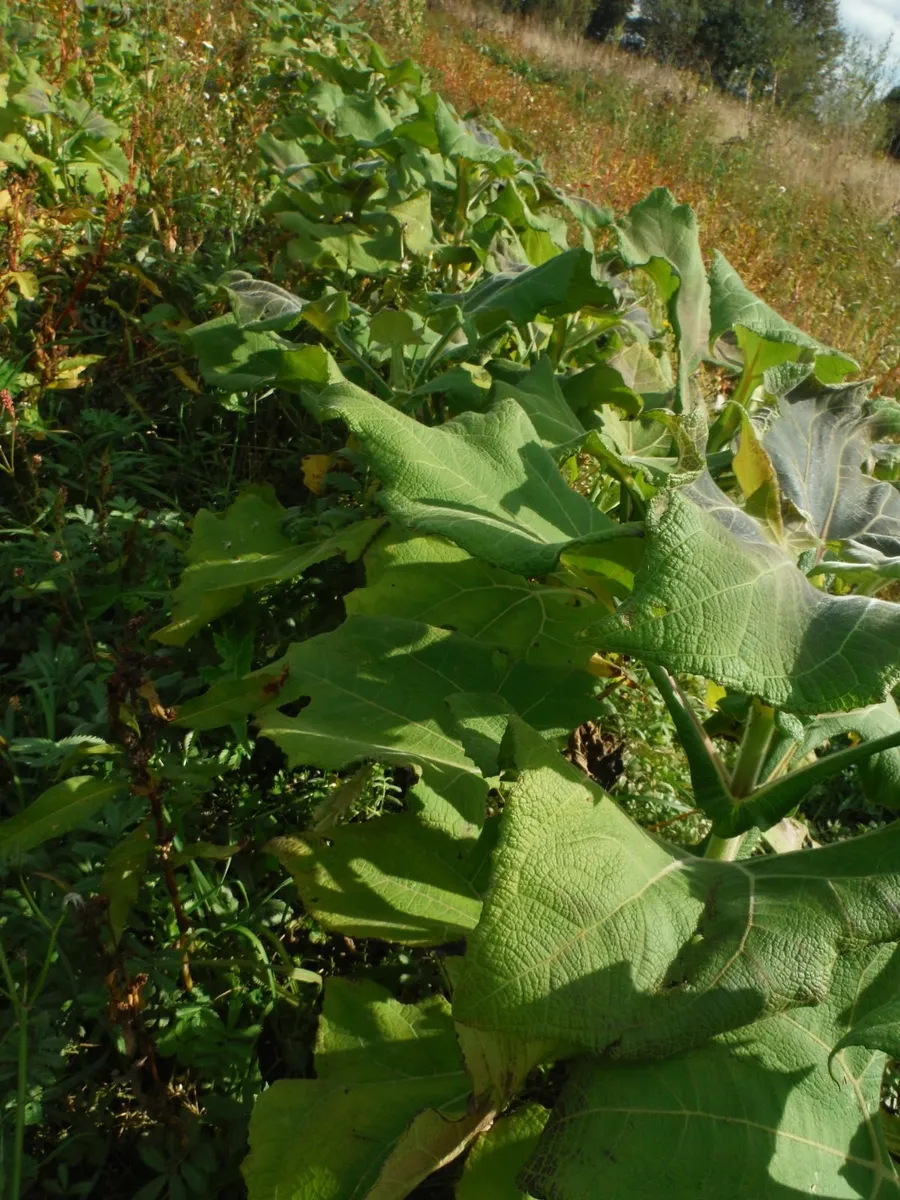 Yacon crowns,Free post - Image 3
