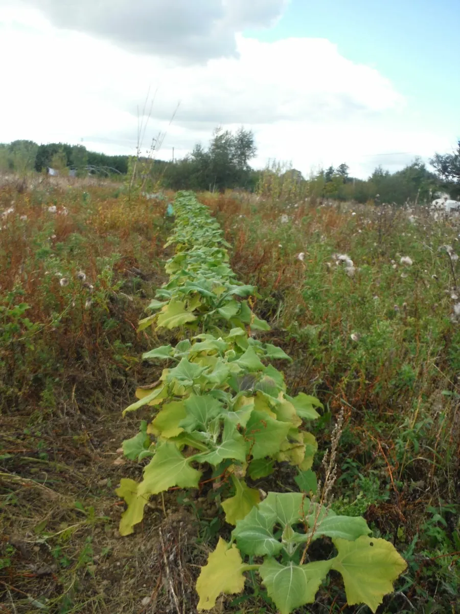 Yacon crowns,Free post - Image 4