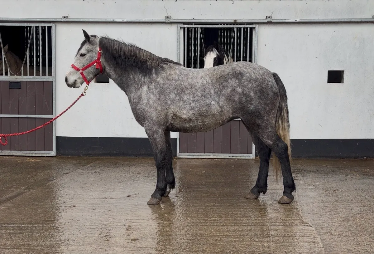 Connemara Mare - Image 1