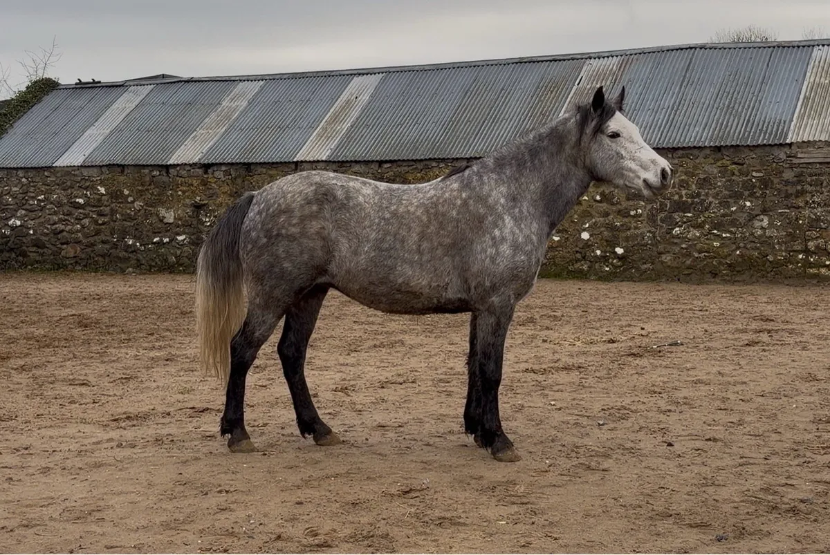 Connemara Mare - Image 2
