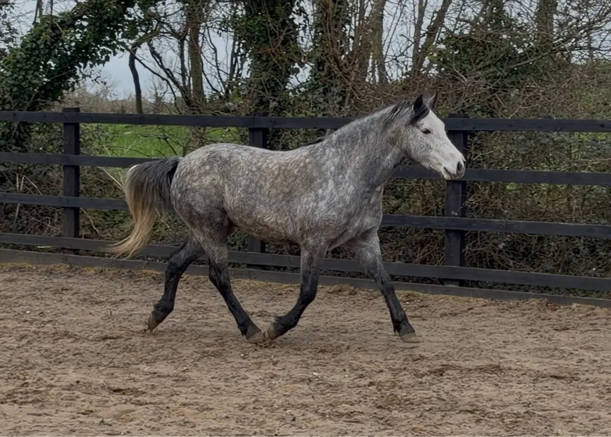 Connemara Mare - Image 3