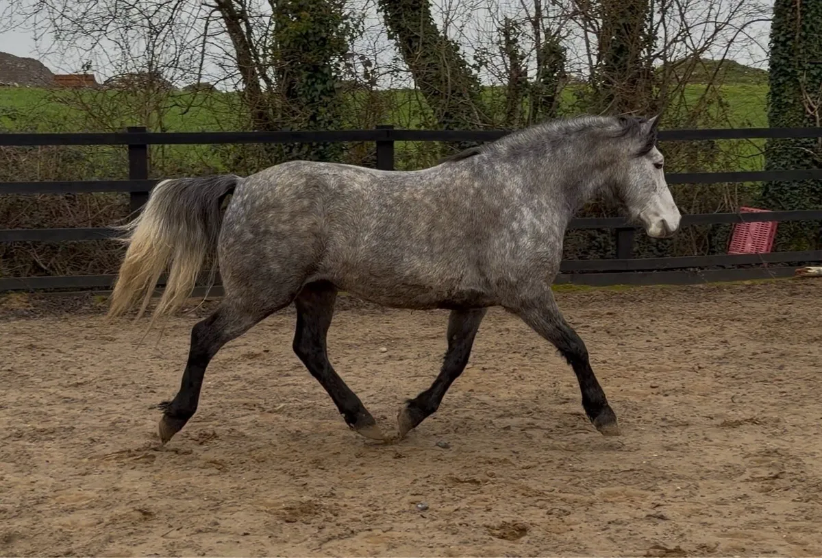 Connemara Mare - Image 4