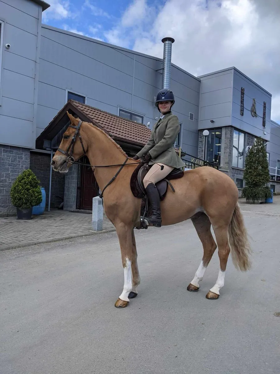 Elvie~Irish Sports Horse - Image 1