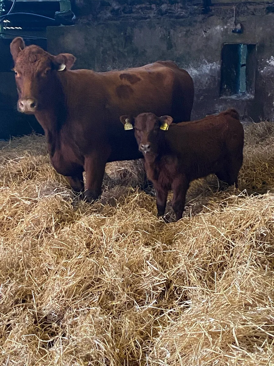🌟🌟PBR RED ANGUS SUCKLER🌟🌟 - Image 1