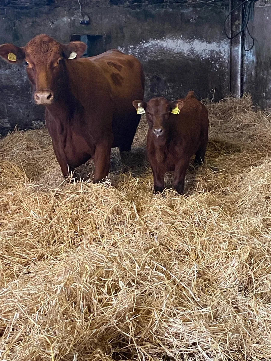 🌟🌟PBR RED ANGUS SUCKLER🌟🌟 - Image 2