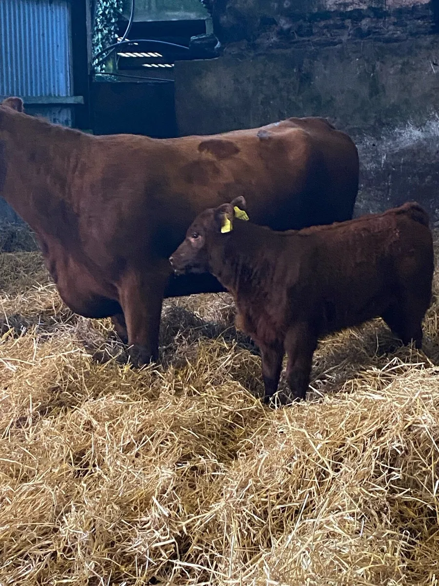 🌟🌟PBR RED ANGUS SUCKLER🌟🌟 - Image 3