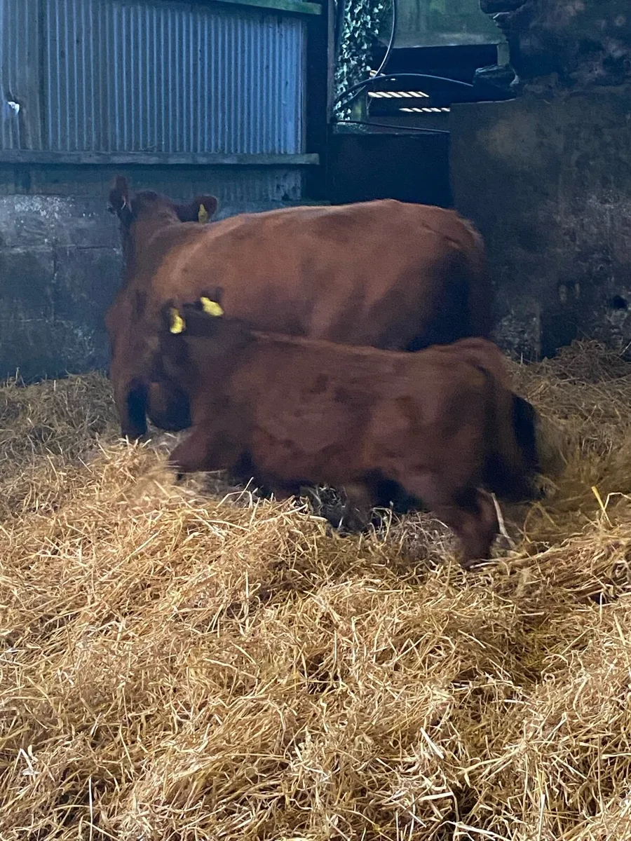 🌟🌟PBR RED ANGUS SUCKLER🌟🌟 - Image 4