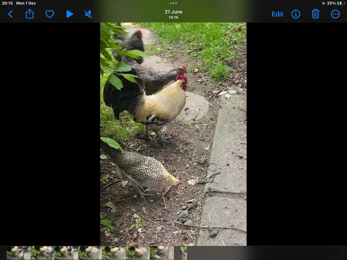 Fertile Eggs::Lemon Pencilled Friesian, Rare - Image 1