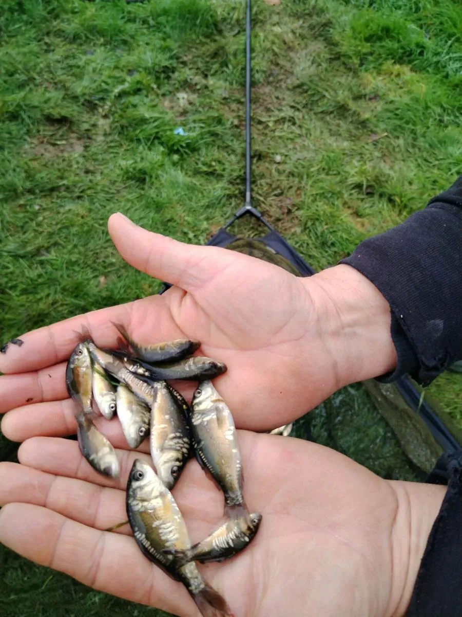 Carp for Sale - Image 3