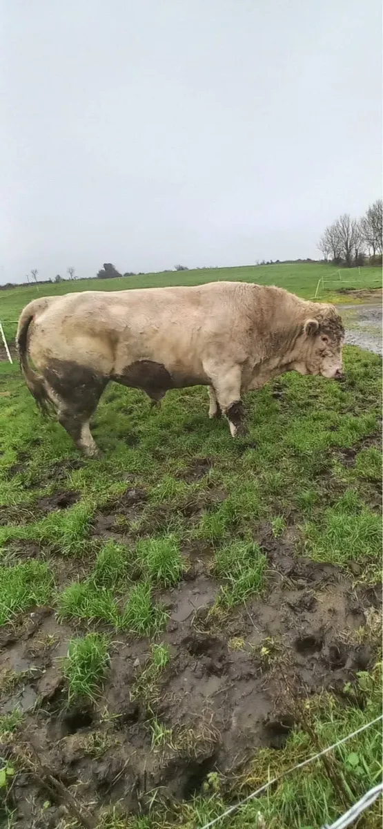 Charolais Bull - Image 4