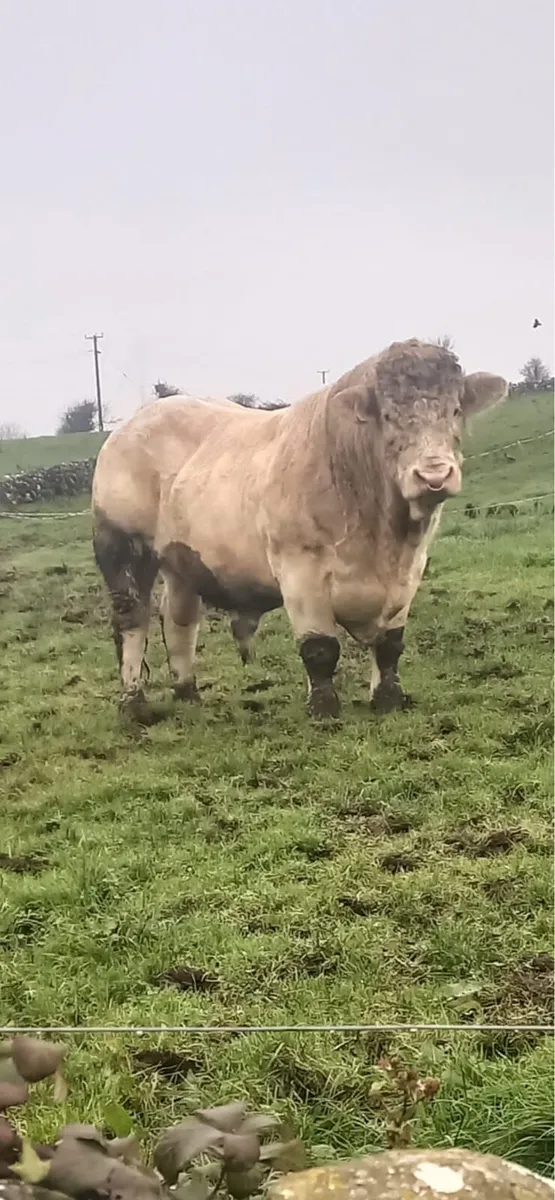 Charolais Bull - Image 1