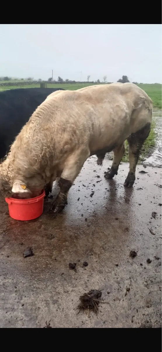 Charolais Bull - Image 2