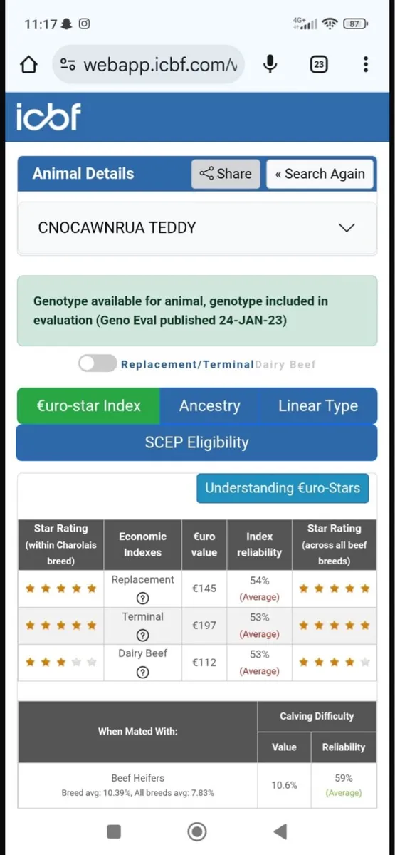 Charolais Bull - Image 3