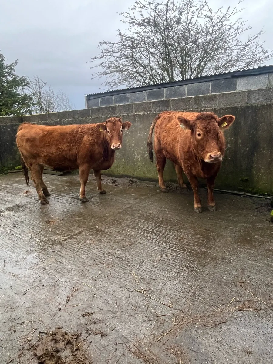 2 springers - Image 1