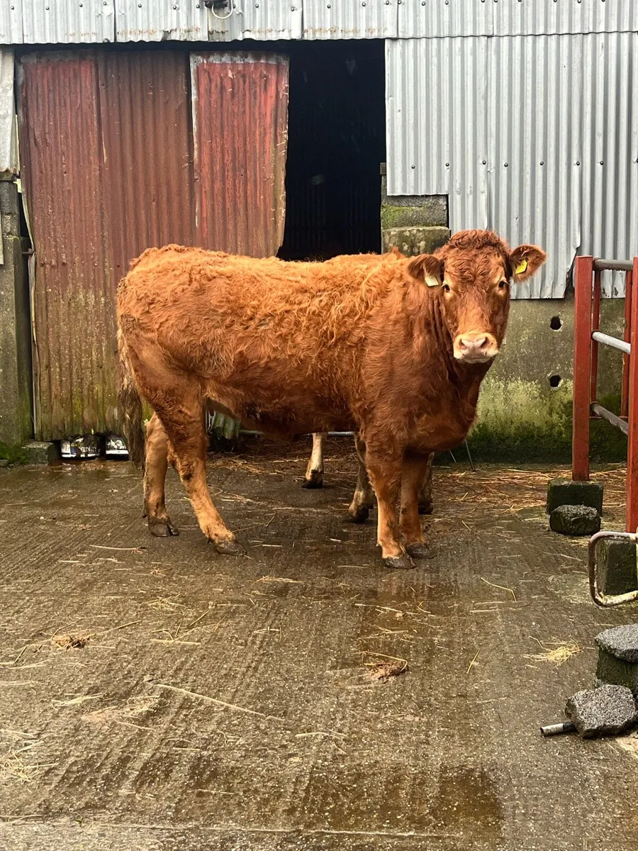 2 springers - Image 2