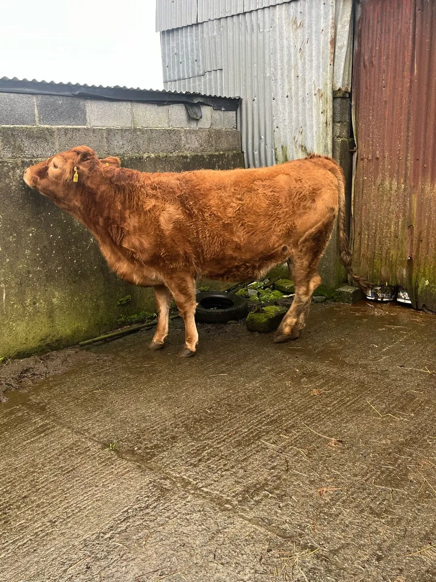 2 springers - Image 3