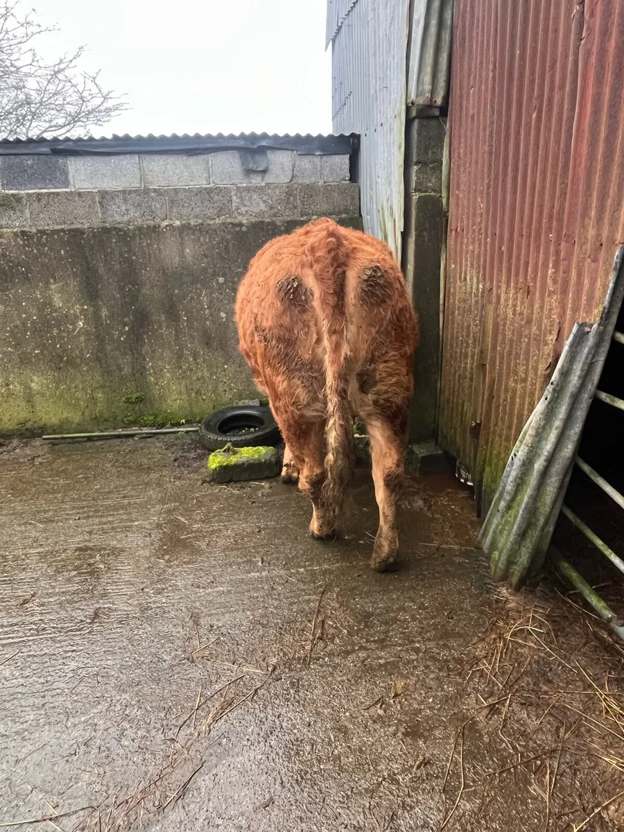 2 springers - Image 4