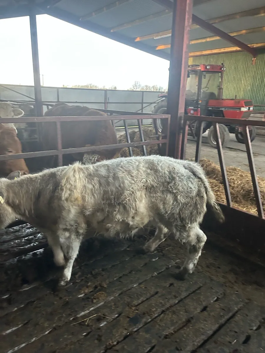 Heifer out of IZ priceless - Image 1