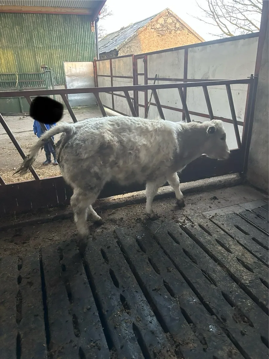 Heifer out of IZ priceless - Image 2