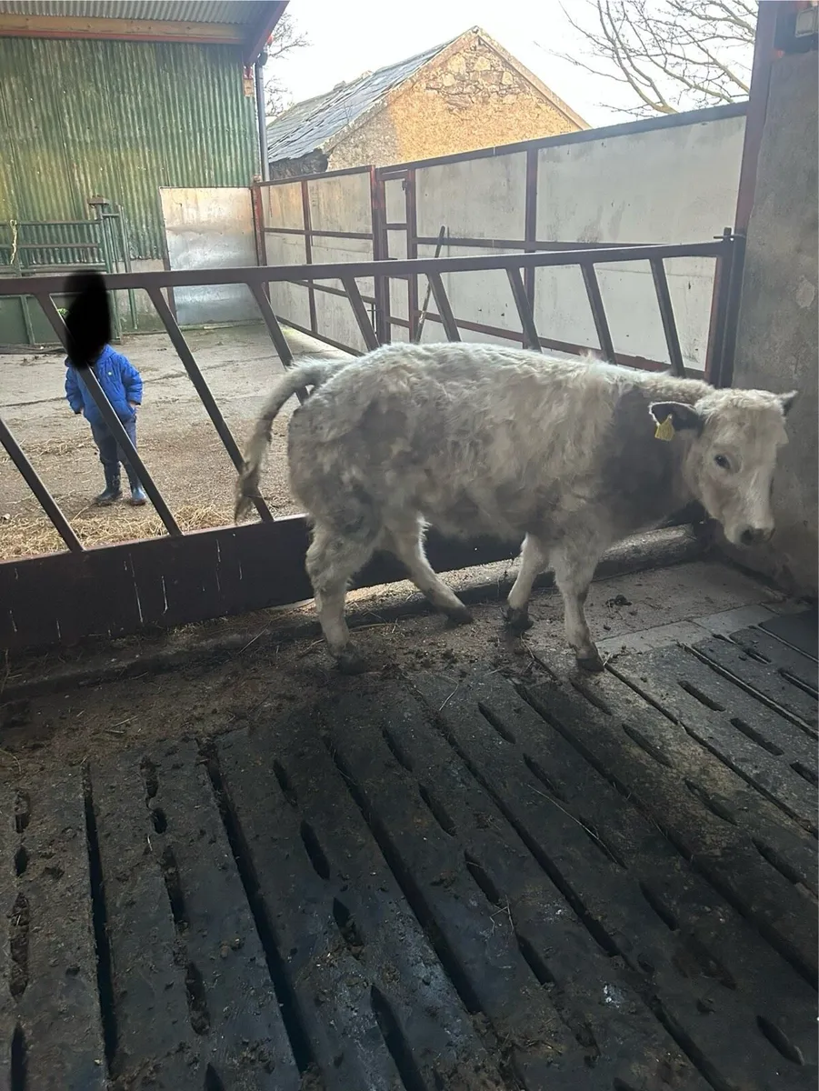 Heifer out of IZ priceless - Image 3