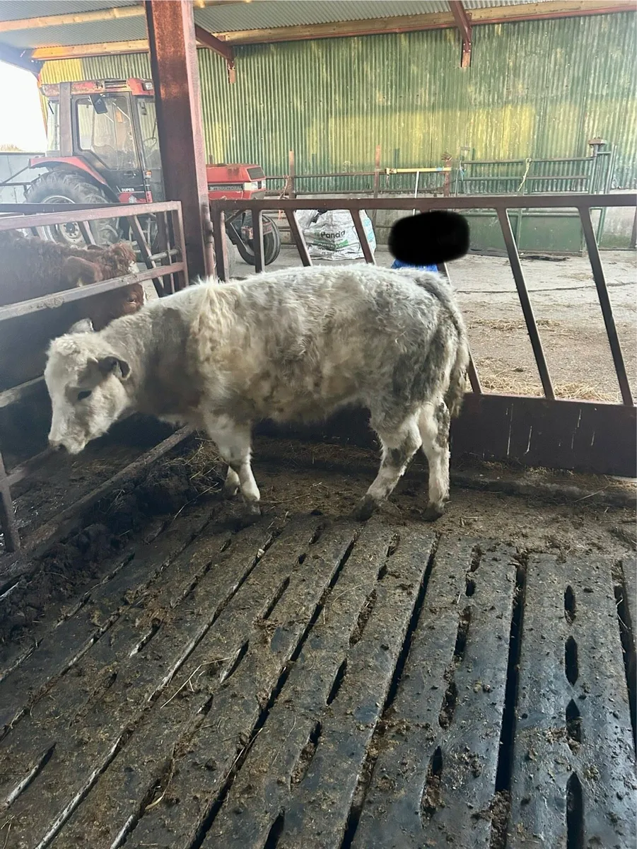 Heifer out of IZ priceless - Image 4