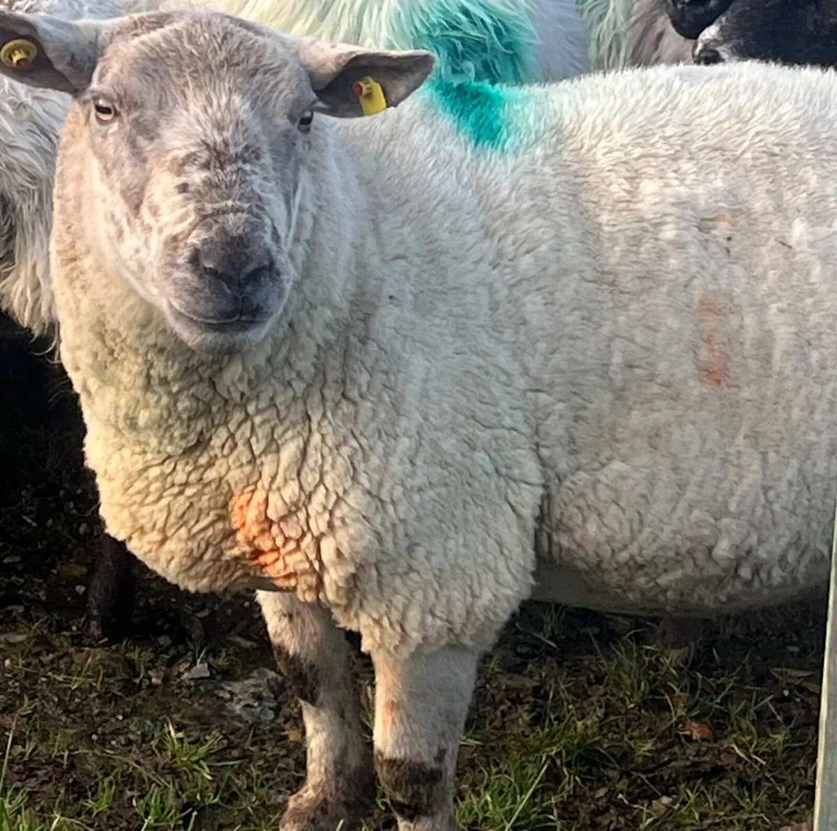 CharTex Ram - Image 1