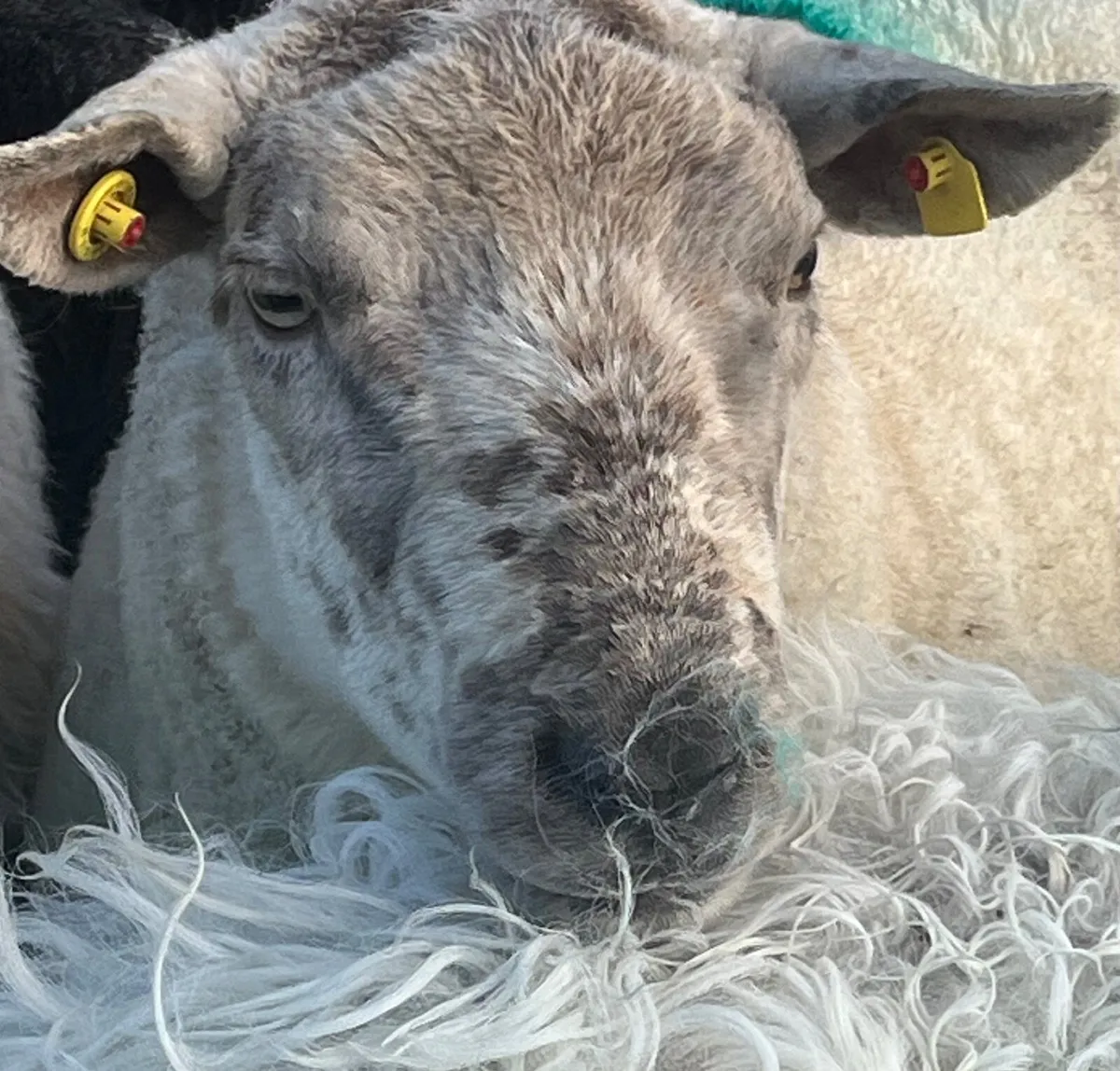 CharTex Ram - Image 2