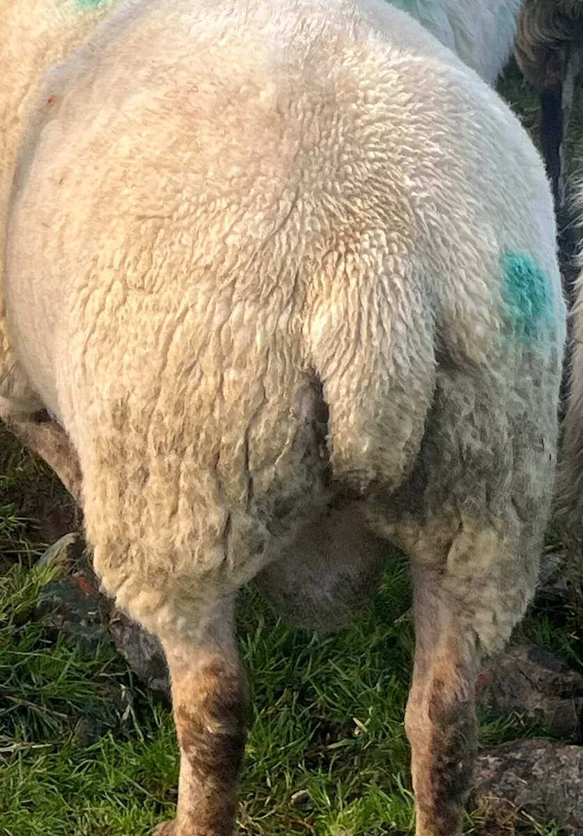 CharTex Ram - Image 4