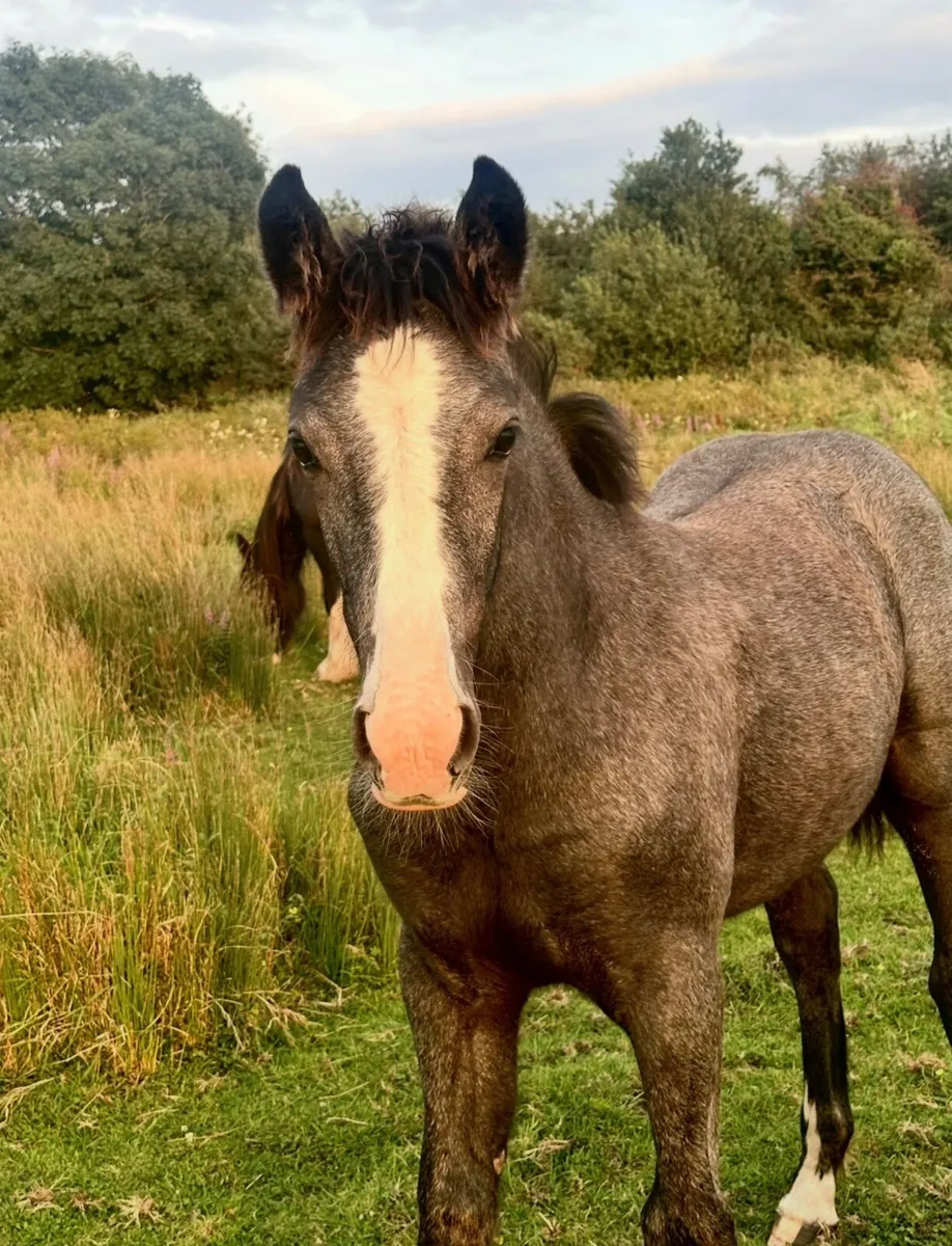 Fecal egg counts and worming advice