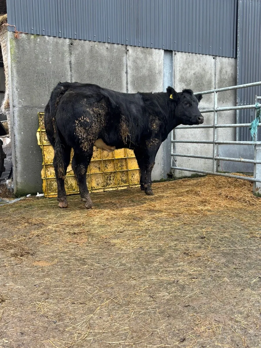 Ballymote mart 4th dec - Image 1