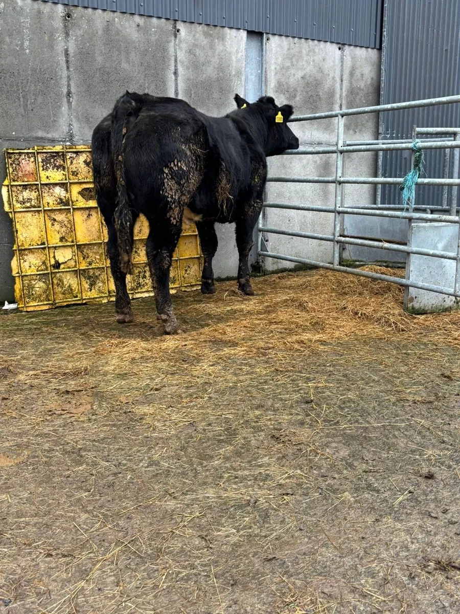 Ballymote mart 4th dec - Image 2