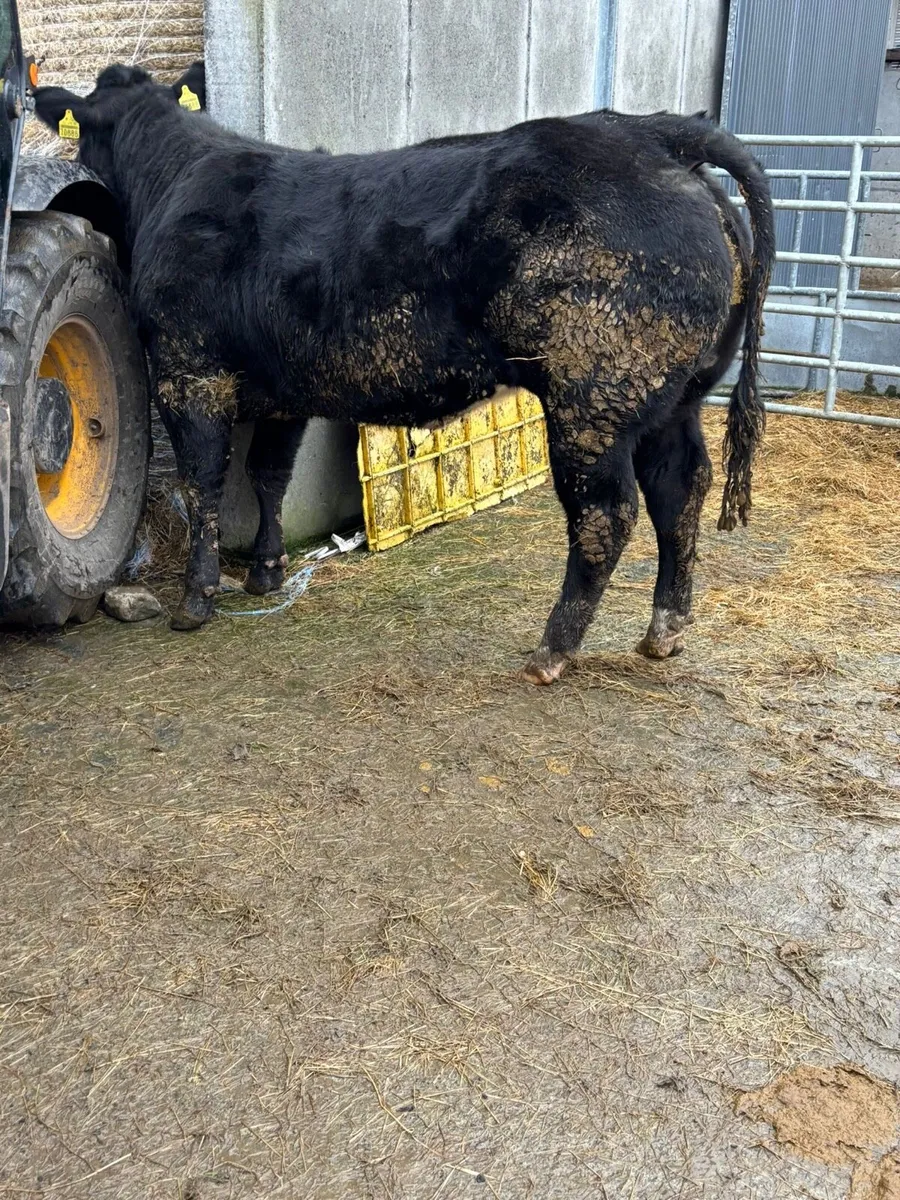 Ballymote mart 4th dec - Image 3