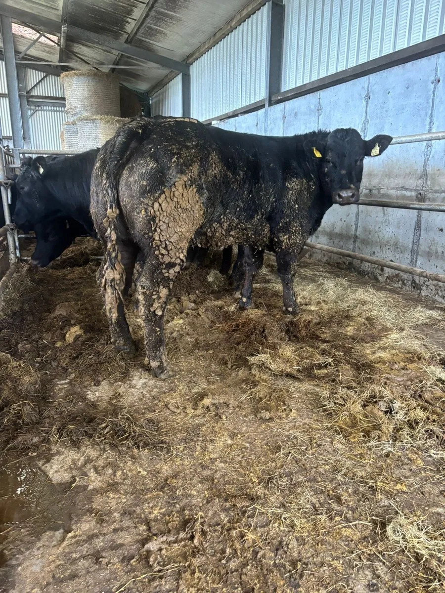 Ballymote mart 4th dec - Image 4