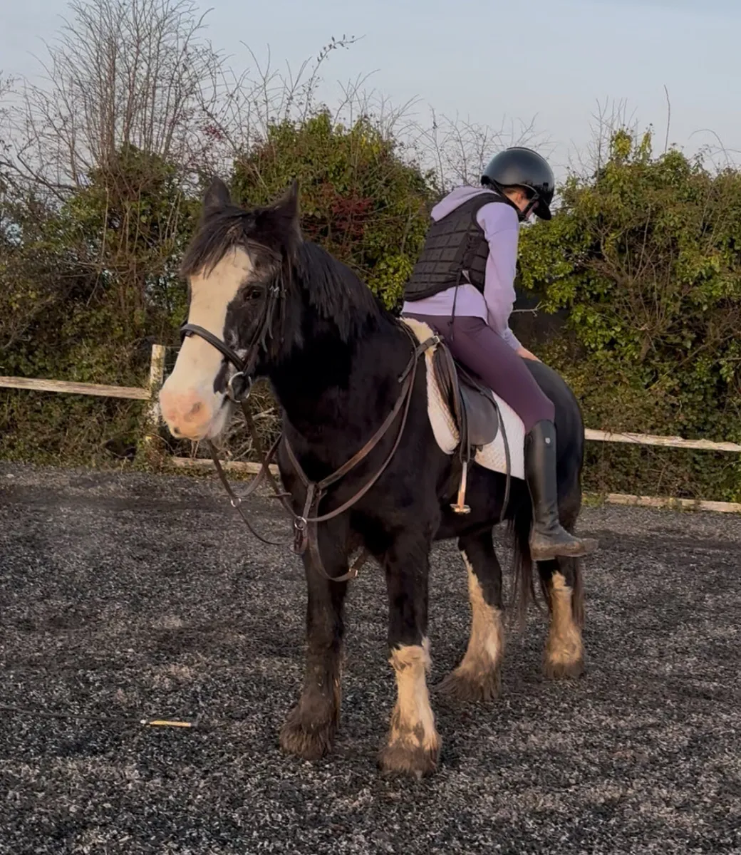 15.1/2h older aged mare - Image 2