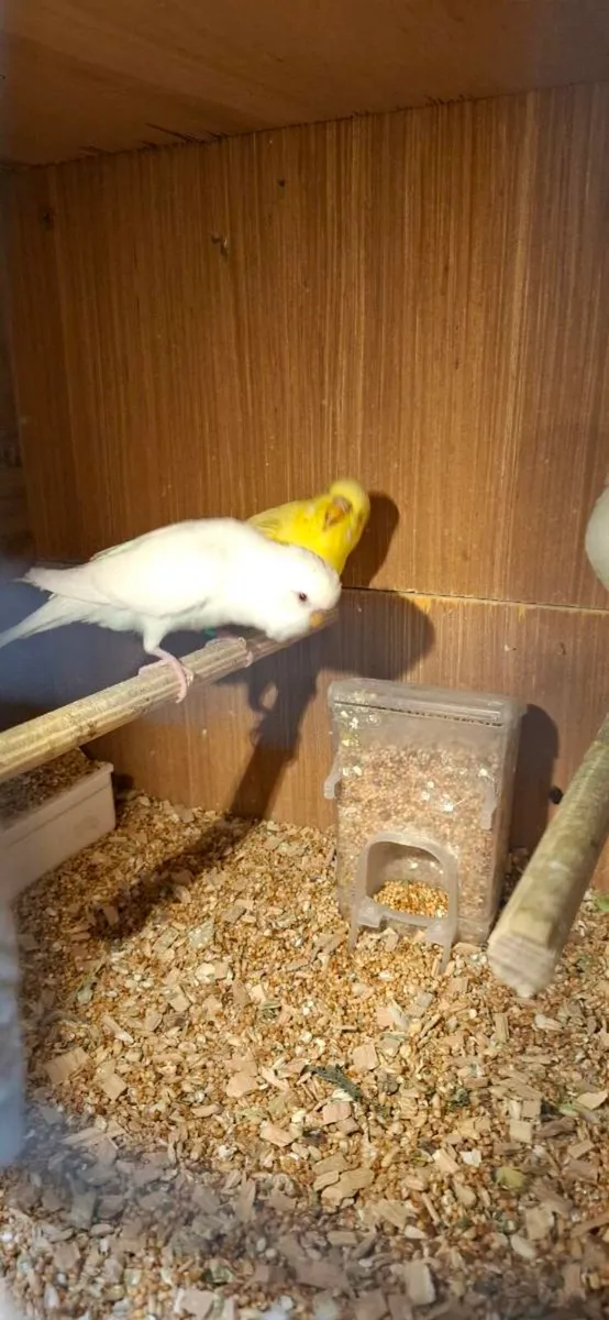 Budgies - Image 1