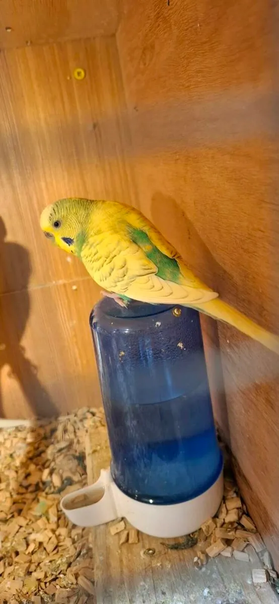 Budgies - Image 2