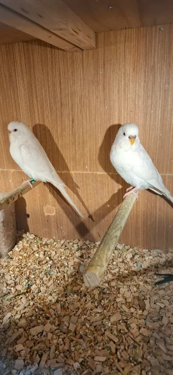 Budgies - Image 3