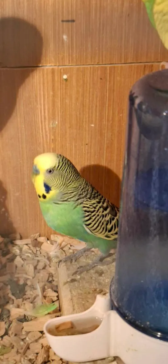 Budgies - Image 4