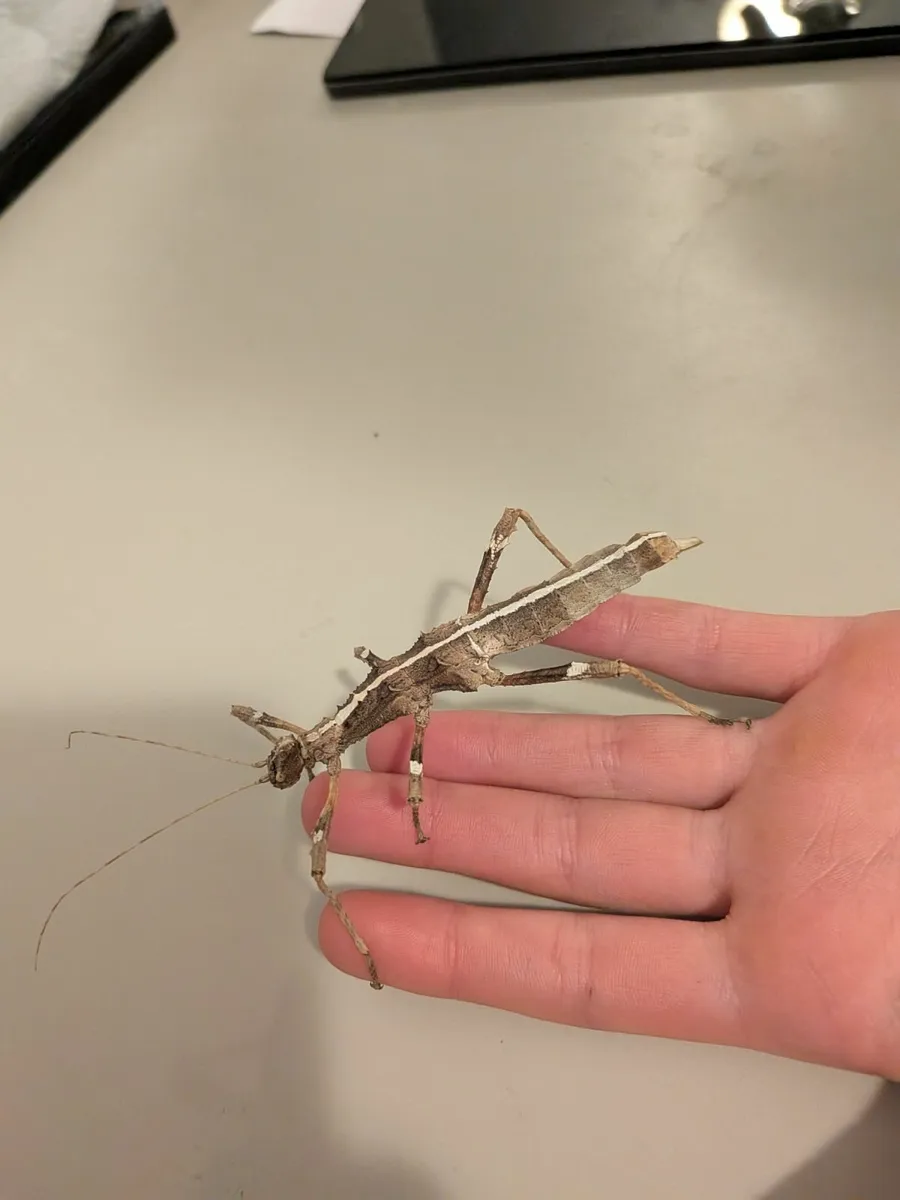 "sunny" stick insects - Image 3