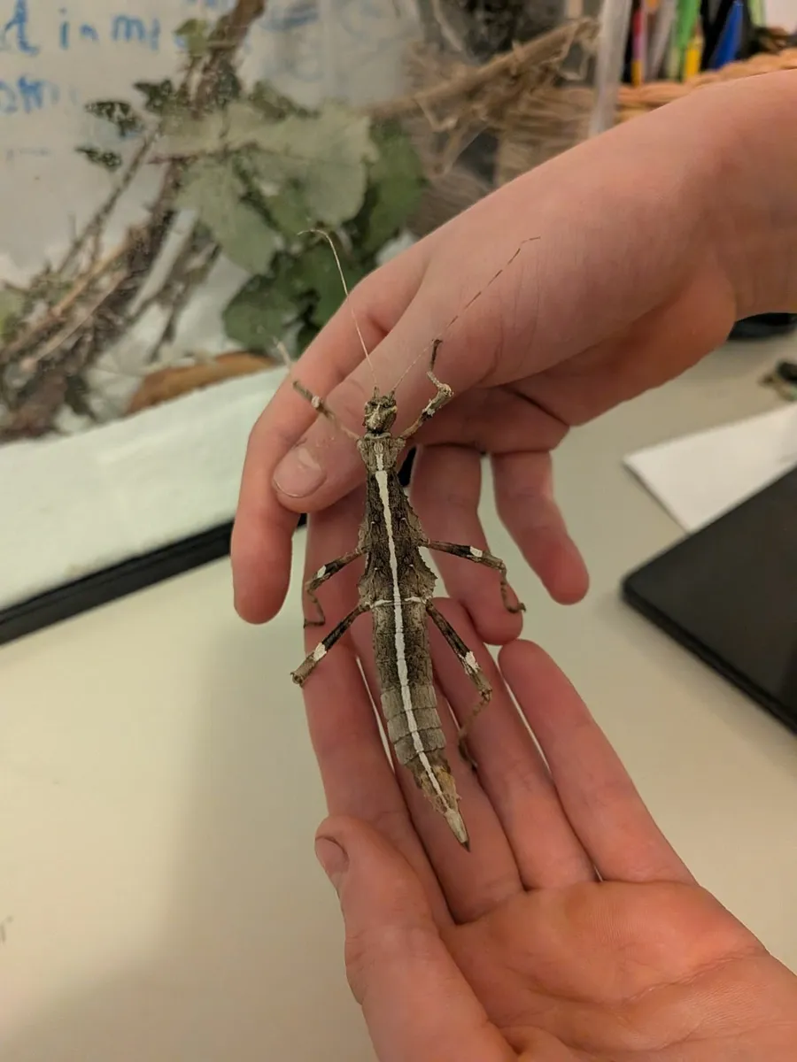"sunny" stick insects - Image 1
