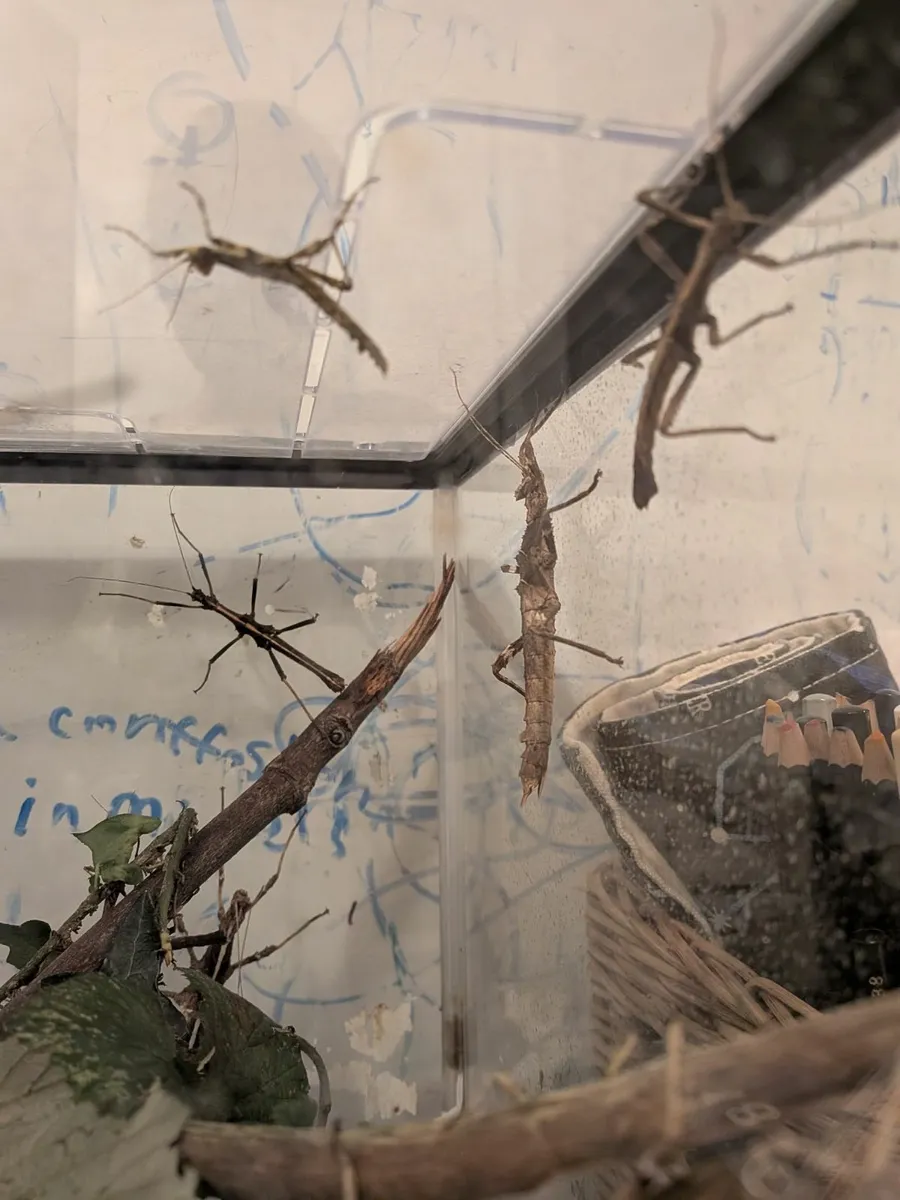 "sunny" stick insects - Image 4