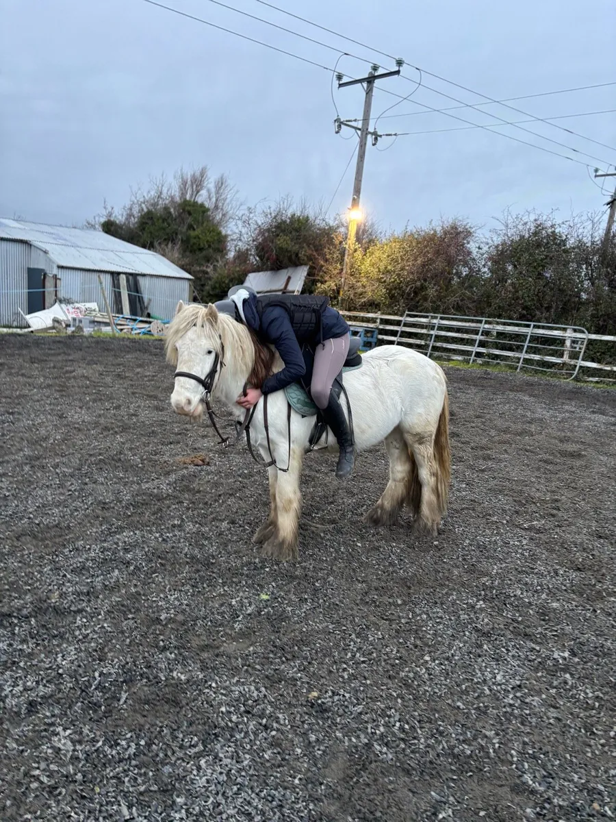 12h mini cob Ollie - open to offers